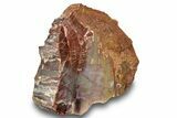Polished, Petrified Wood (Araucarioxylon) - Arizona #244084-1